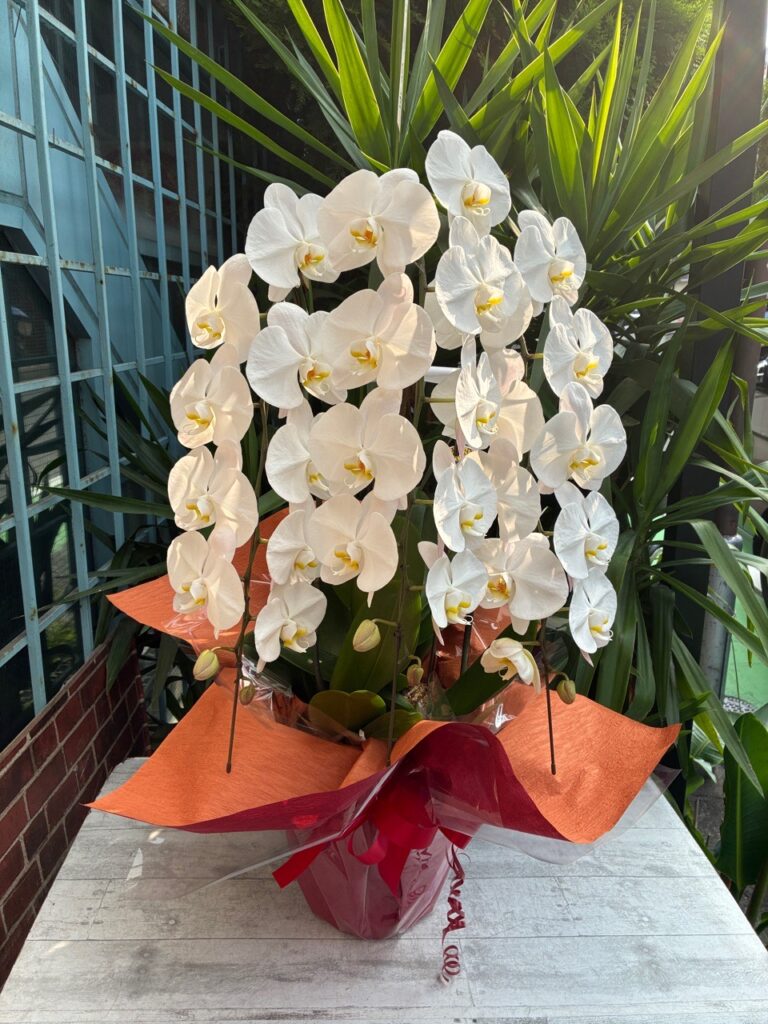 事務所新設祝　胡蝶蘭　古賀市