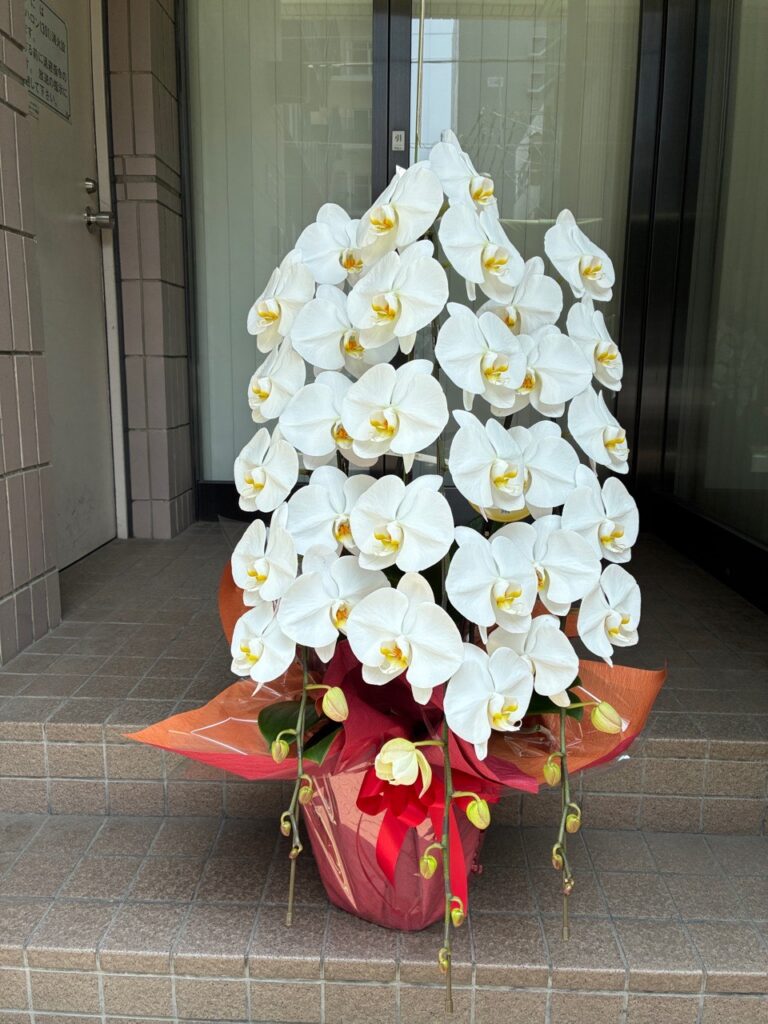 周年祝　胡蝶蘭　吉塚