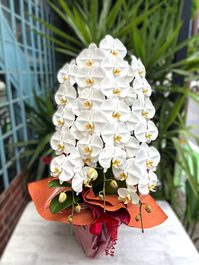 オープン祝　胡蝶蘭　キャナルシティ博多