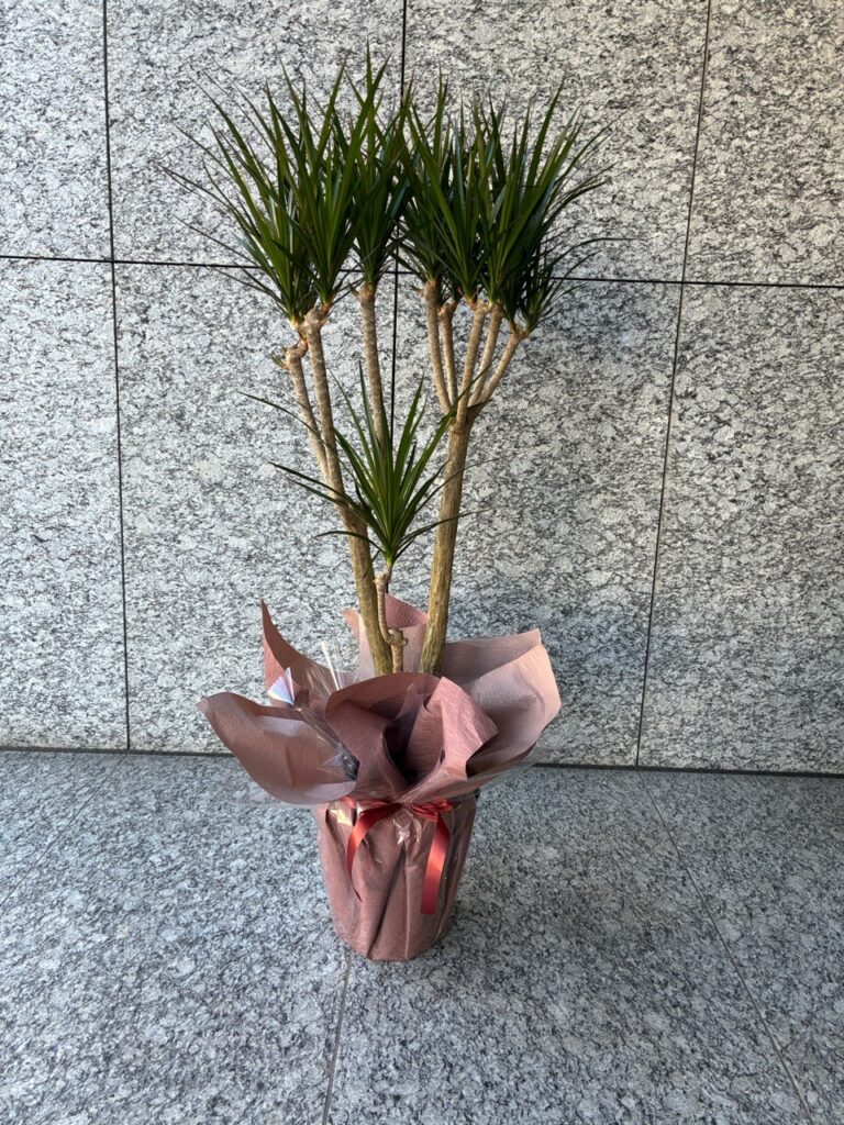 新事務所祝い　観葉植物　綱場町