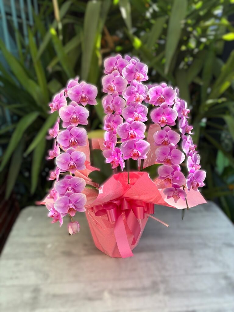 周年祝　胡蝶蘭　博多駅南