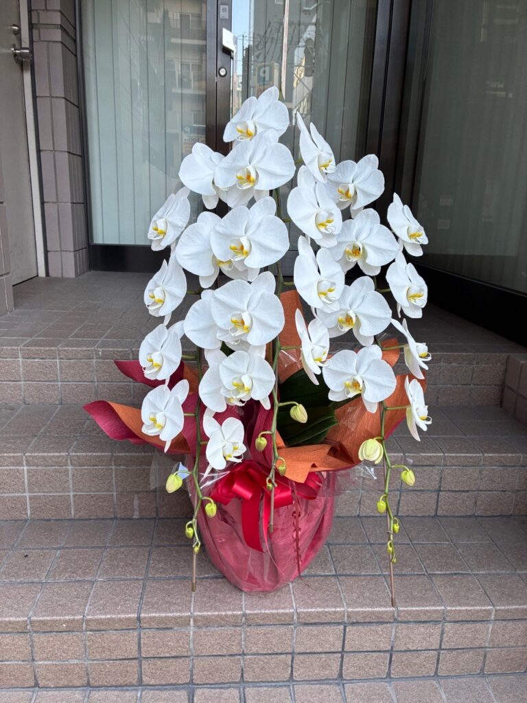 周年祝　胡蝶蘭　藤崎