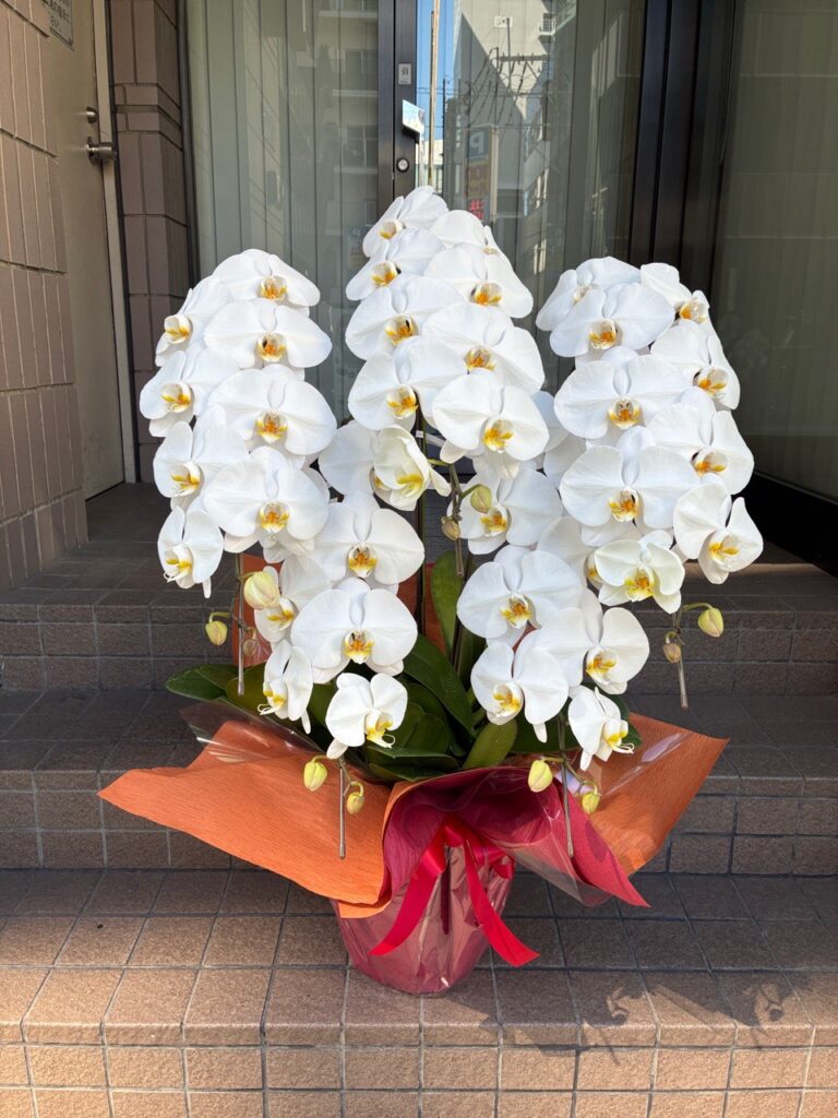 就任祝い　胡蝶蘭　北九州市