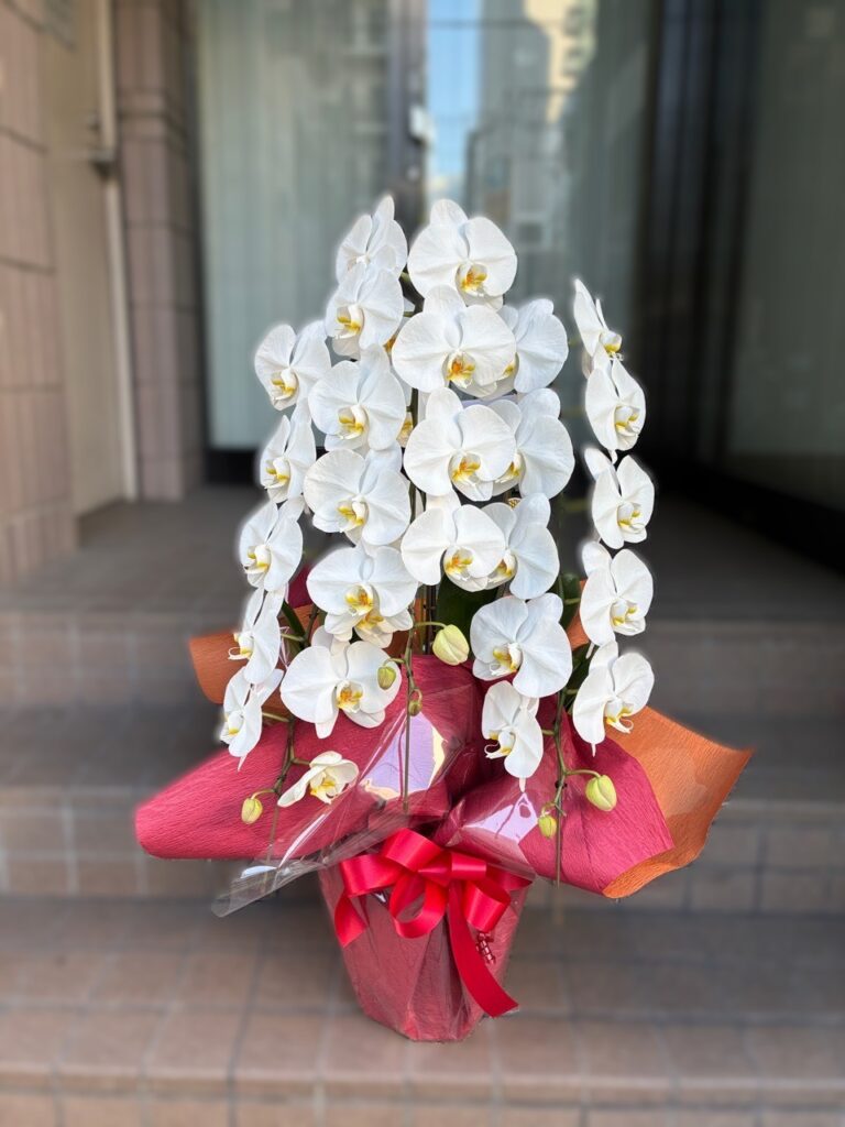 竣工式祝　胡蝶蘭　宮崎市