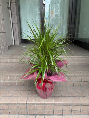 周年祝　観葉植物　筑紫野市