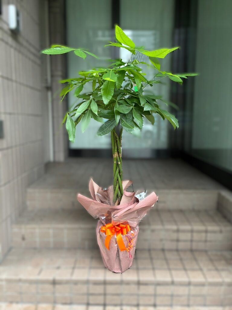 移転祝　観葉植物　博多駅南