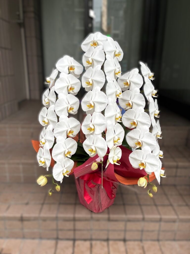 就任祝い　胡蝶蘭　博多駅前