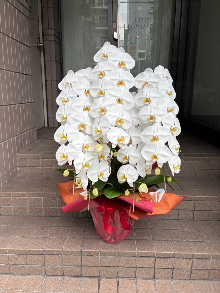 周年祝　胡蝶蘭　戸切