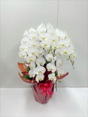 ブルーベルスペシャル　胡蝶蘭