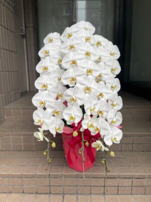 ブルーベルホームページ　「胡蝶蘭」ページ