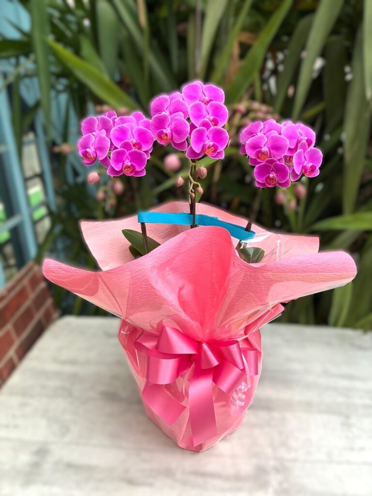 50周年祝　胡蝶蘭　須恵町