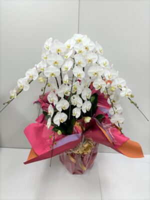 ブルーベルスペシャル　胡蝶蘭