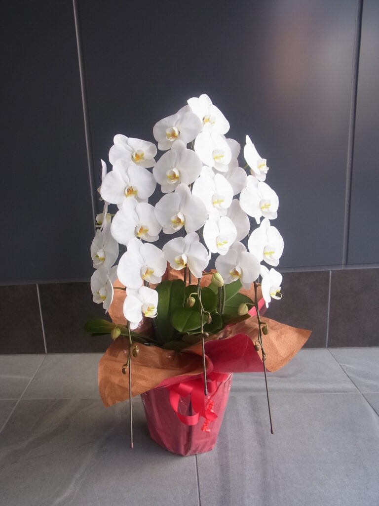 ブルーベルスペシャル　胡蝶蘭