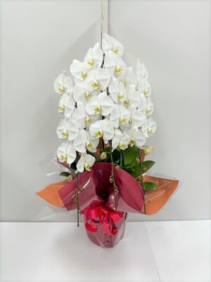 ブルーベルスペシャル　胡蝶蘭