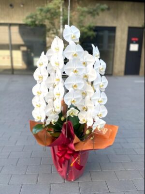 就任祝い　胡蝶蘭　