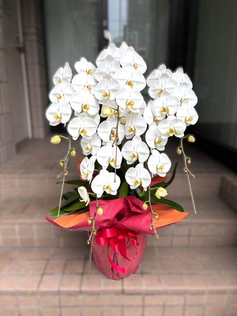 事務所開設祝　胡蝶蘭　博多駅前