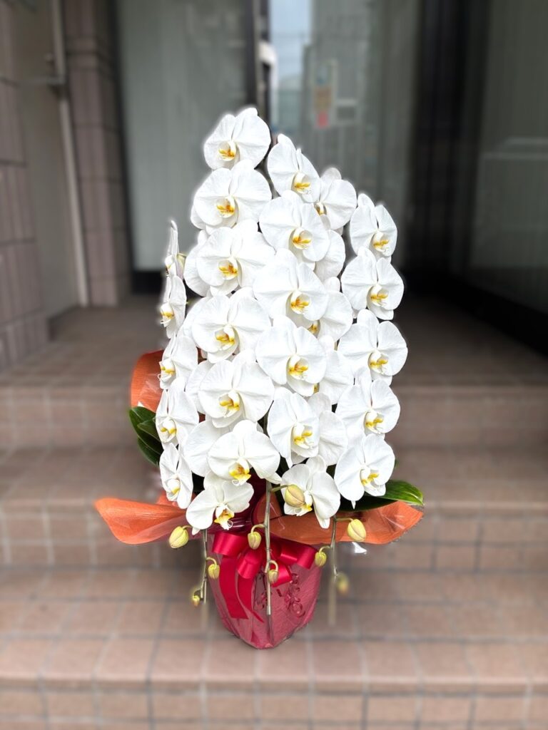 就任祝い　胡蝶蘭　諫早市