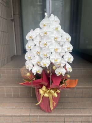 ブルーベルホームページ　胡蝶蘭