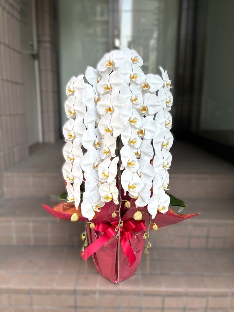 移転祝　胡蝶蘭　中洲