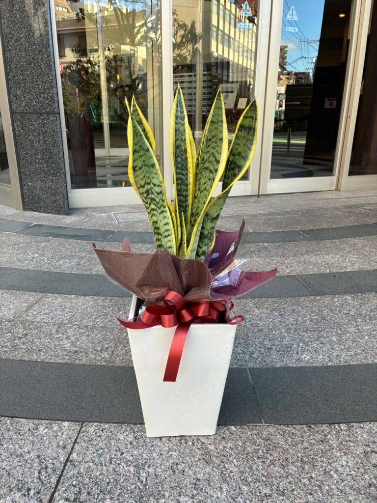オープン祝　観葉植物　警固