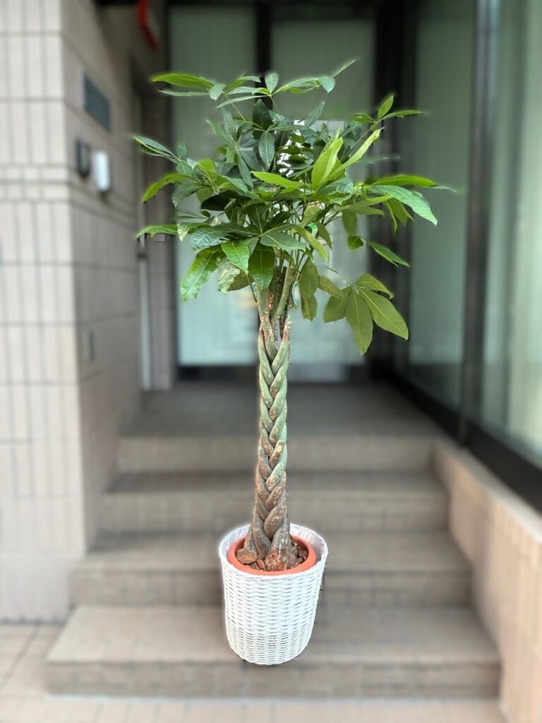 移転祝　観葉植物　大名