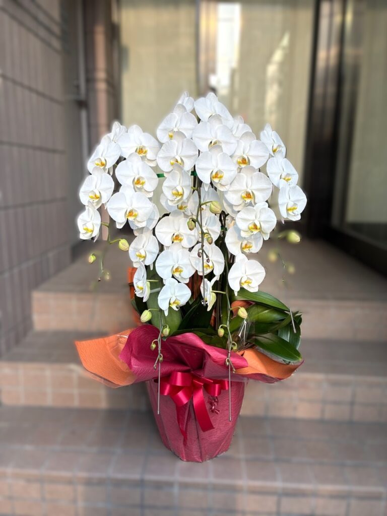 事務所開設祝い　胡蝶蘭　アクロス福岡