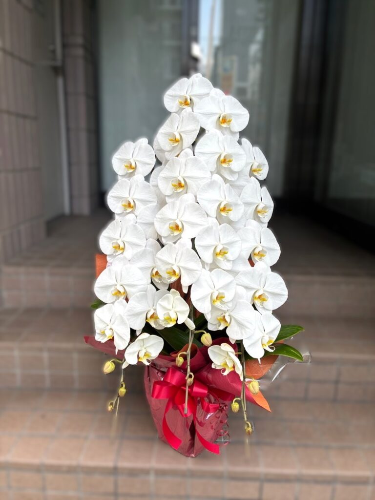 就任祝い　胡蝶蘭　北九州市