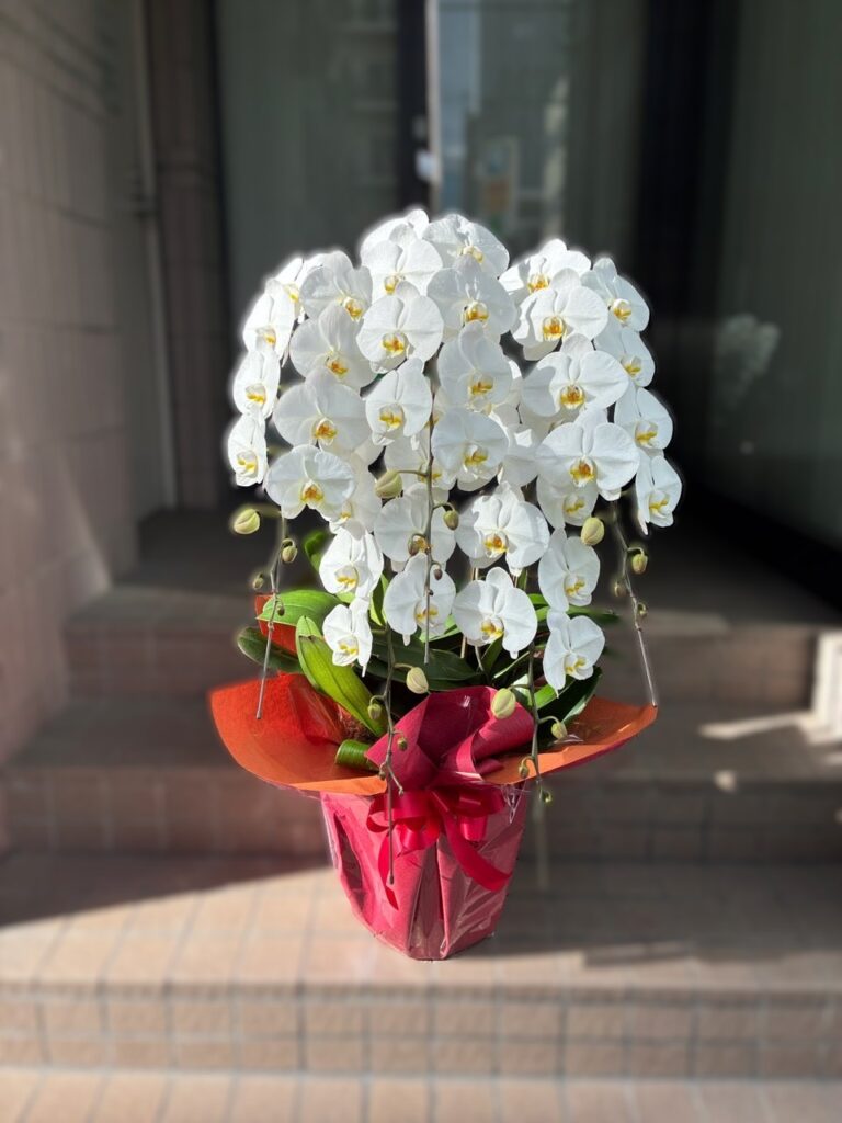 就任祝い　胡蝶蘭　東京