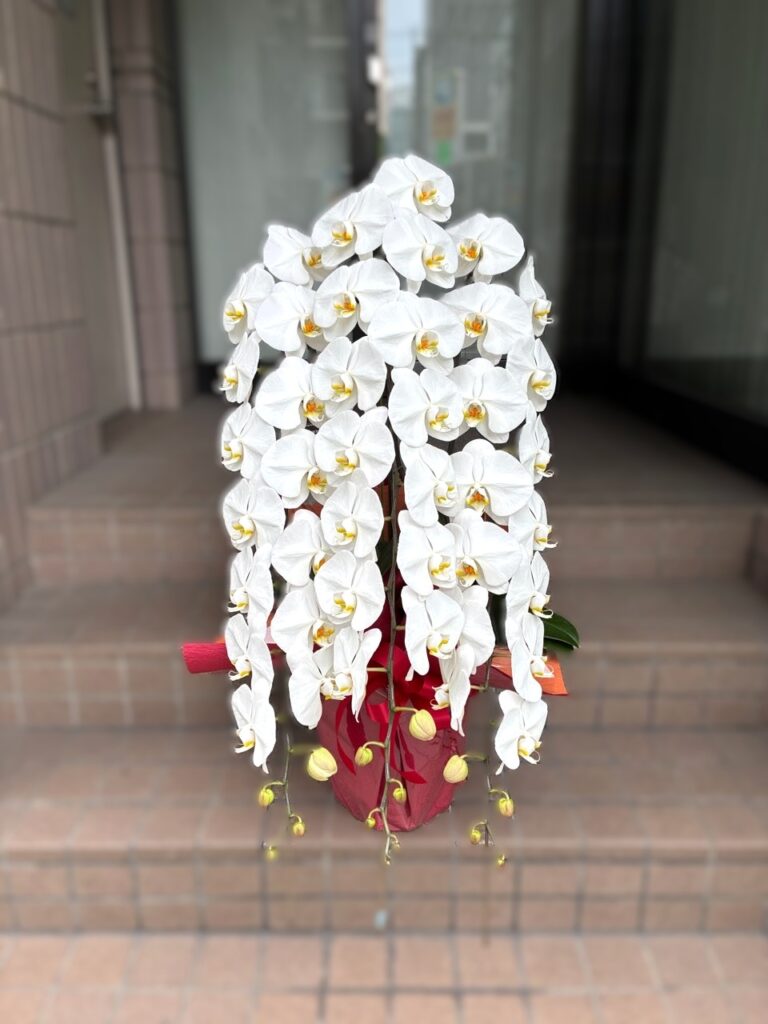 移転祝　胡蝶蘭　那珂