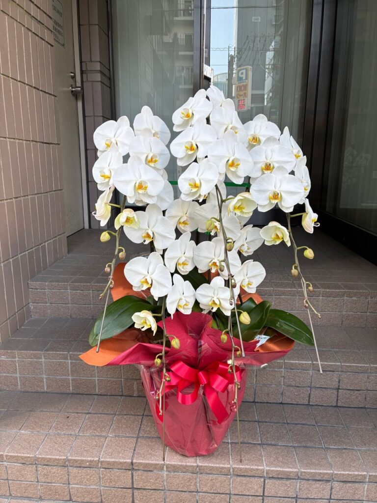 就任祝い　胡蝶蘭　東京都