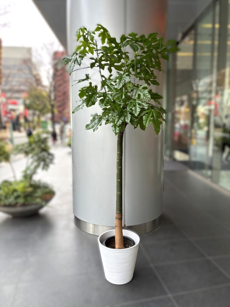 事務所移転祝　観葉植物　住吉