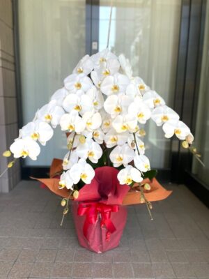 移転祝・就任祝い　胡蝶蘭