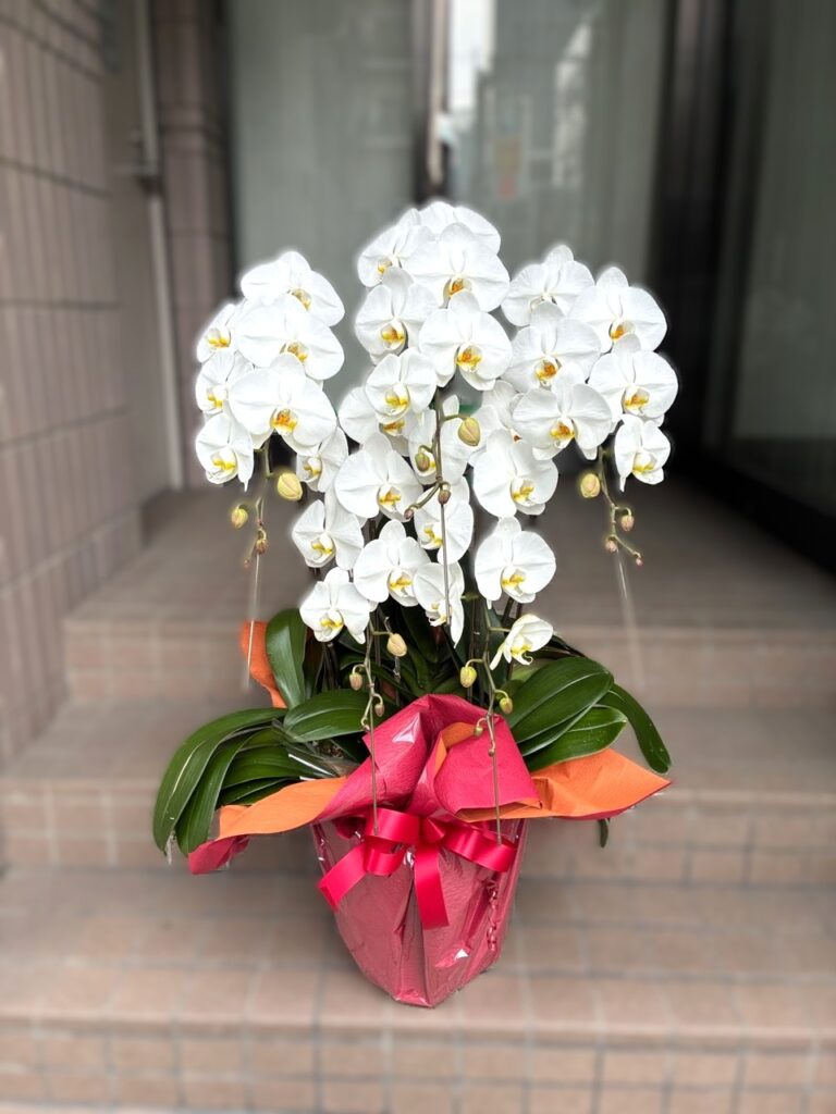 移転祝　胡蝶蘭　天神