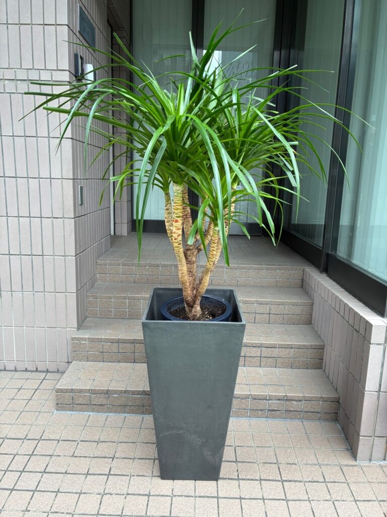 御祝　観葉植物　那の川