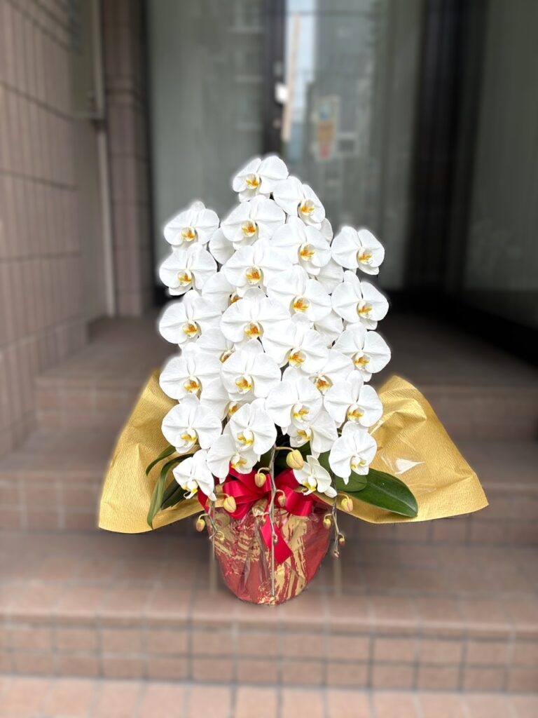 楽屋花　胡蝶蘭　博多座